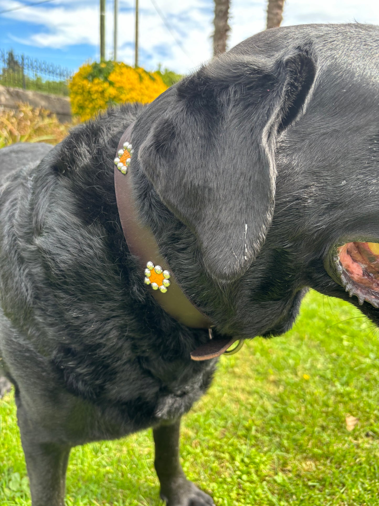 Collier pour chien personnalisable